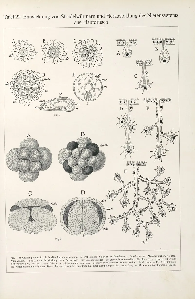 Entwicklung Von Strudelwurmern Und Herausbildung Des Nierensystems Aus Hautdrusen by Konrad Guenther - Canvas Print