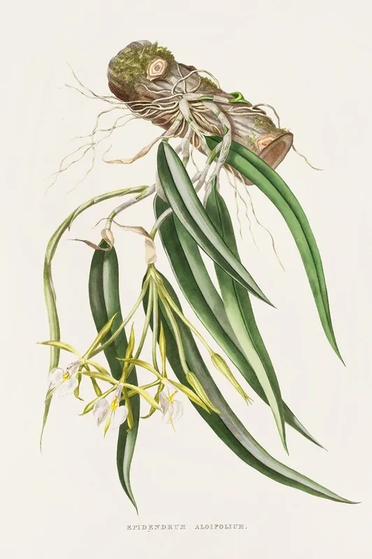Epidendrum Aloifolium