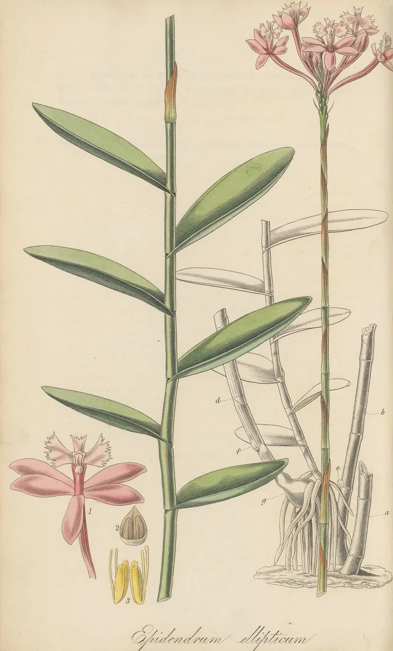 Epidendrum Ellipticum by William Jackson Hooker - Canvas Print