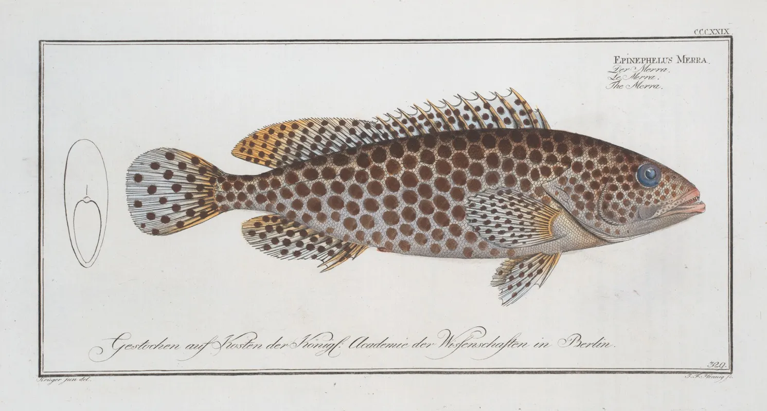 Epinephelus Merra The Merra