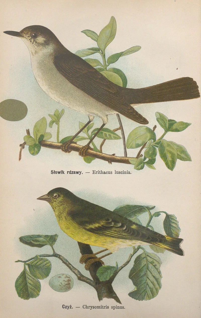 Erithacus Luscinia Chrysomitris Spinus