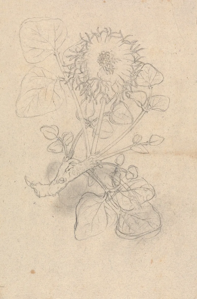 Erythrina Abyssinica by Luigi Balugani - Canvas Print