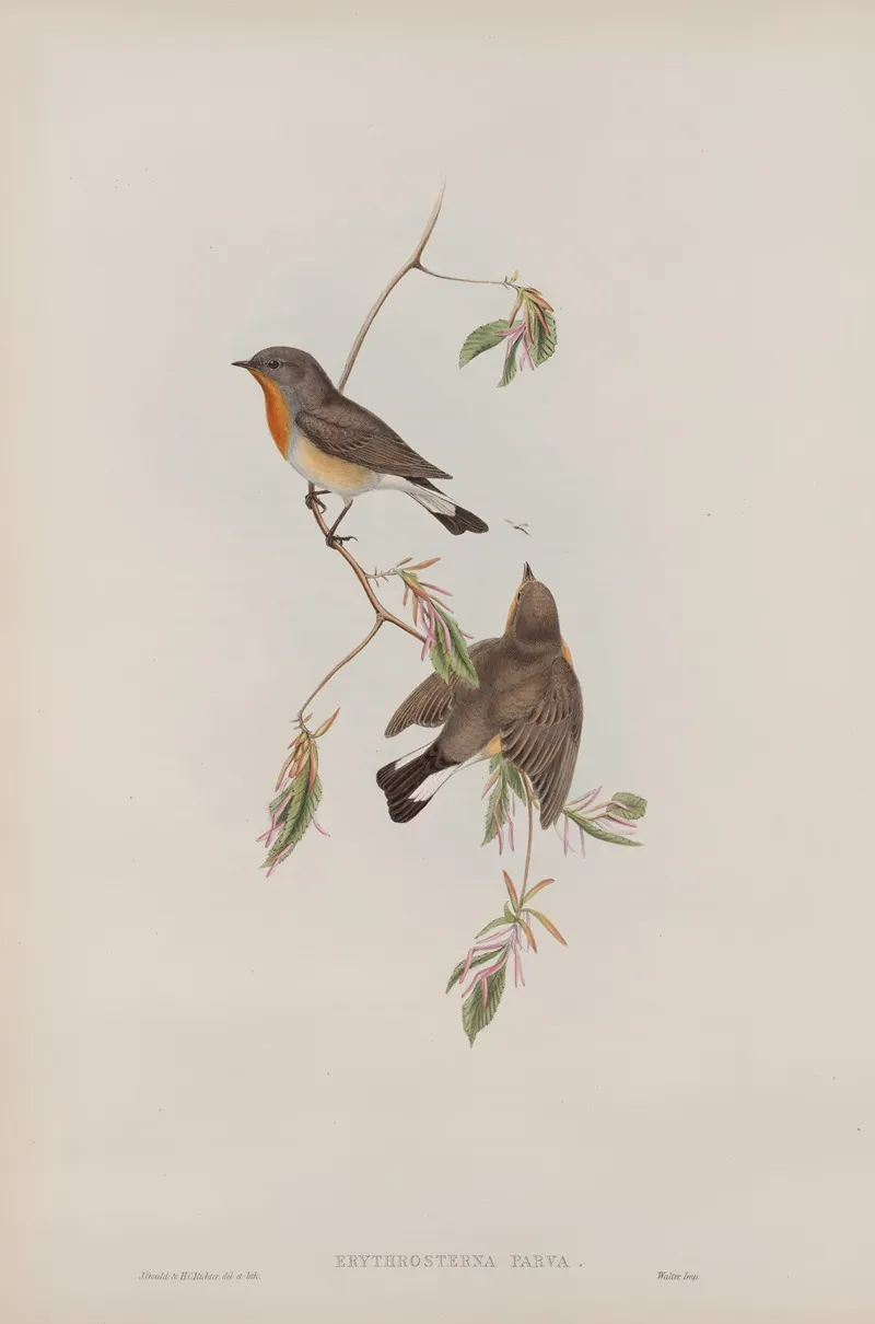 Erythrosterna Parva Red Breasted Flycatcher by John Gould - Canvas Print
