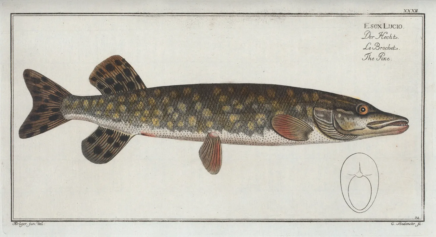 Esox Lucio The Pike