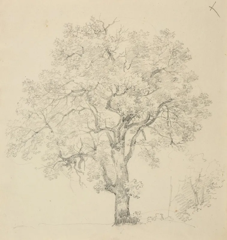 Etude Darbre