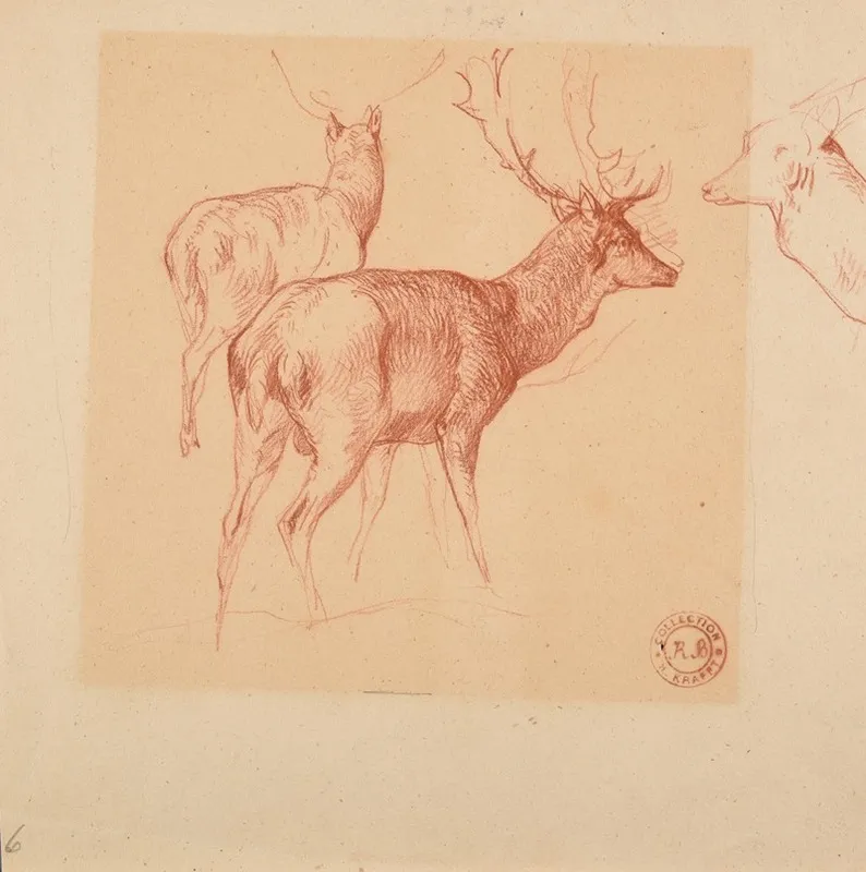 Etude De Cerfs