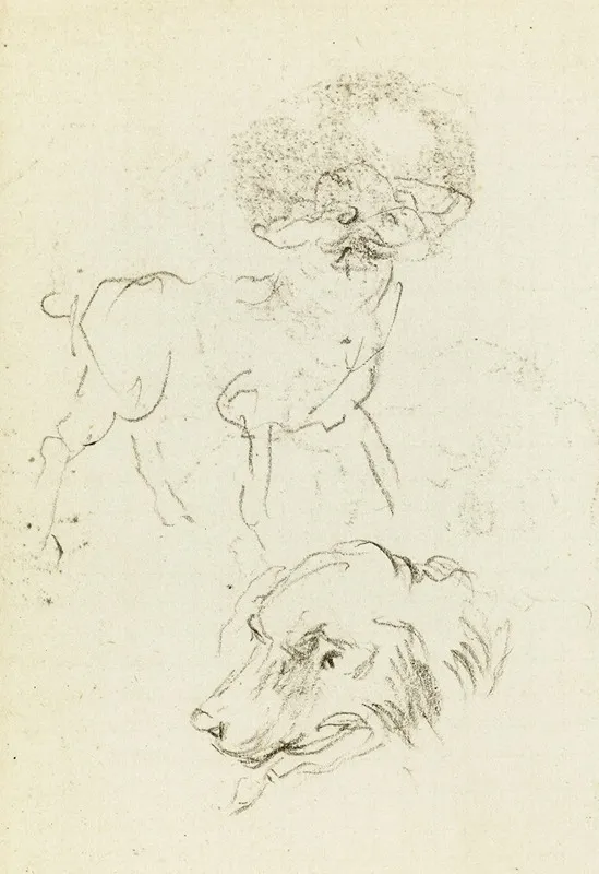 Etude De Chien Et De Tete De Chien