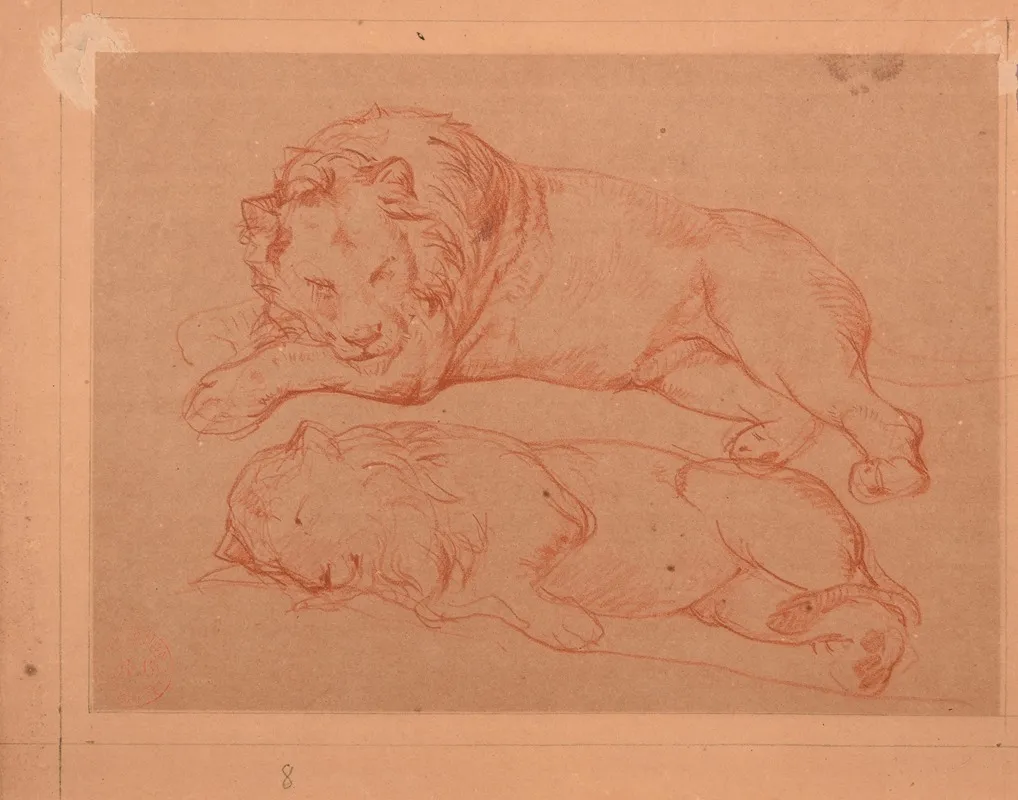 Etude De Deux Lions Couches