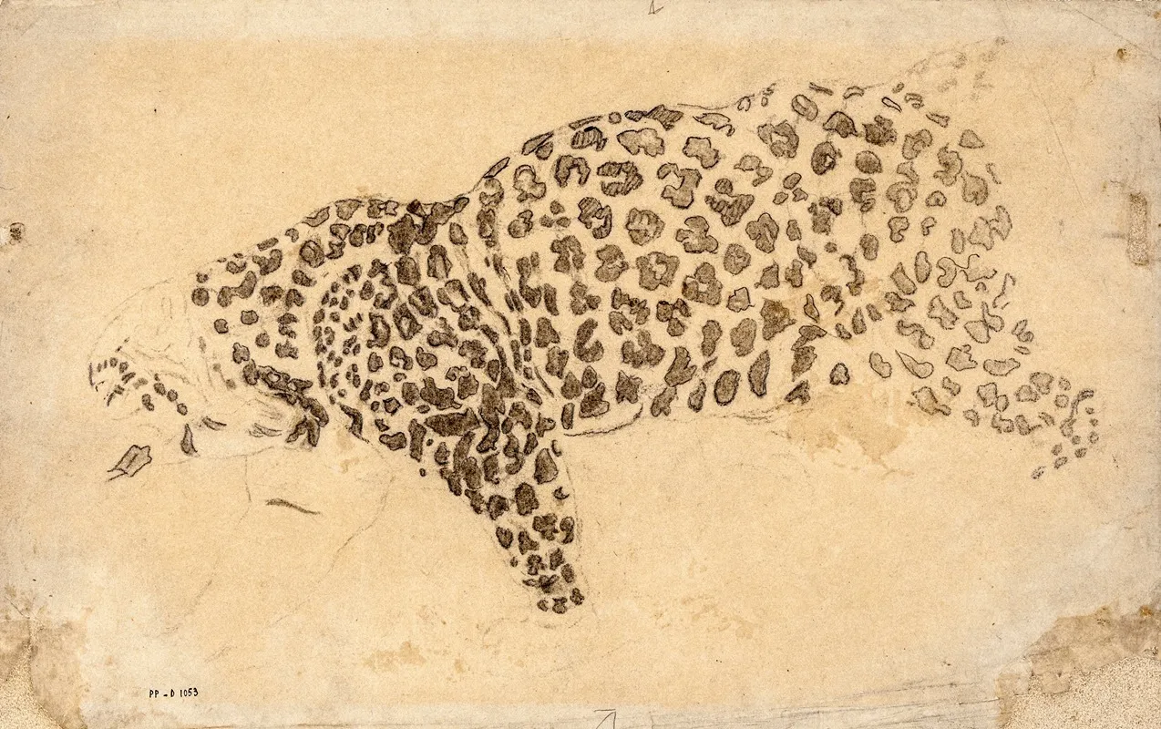 Etude De Leopard