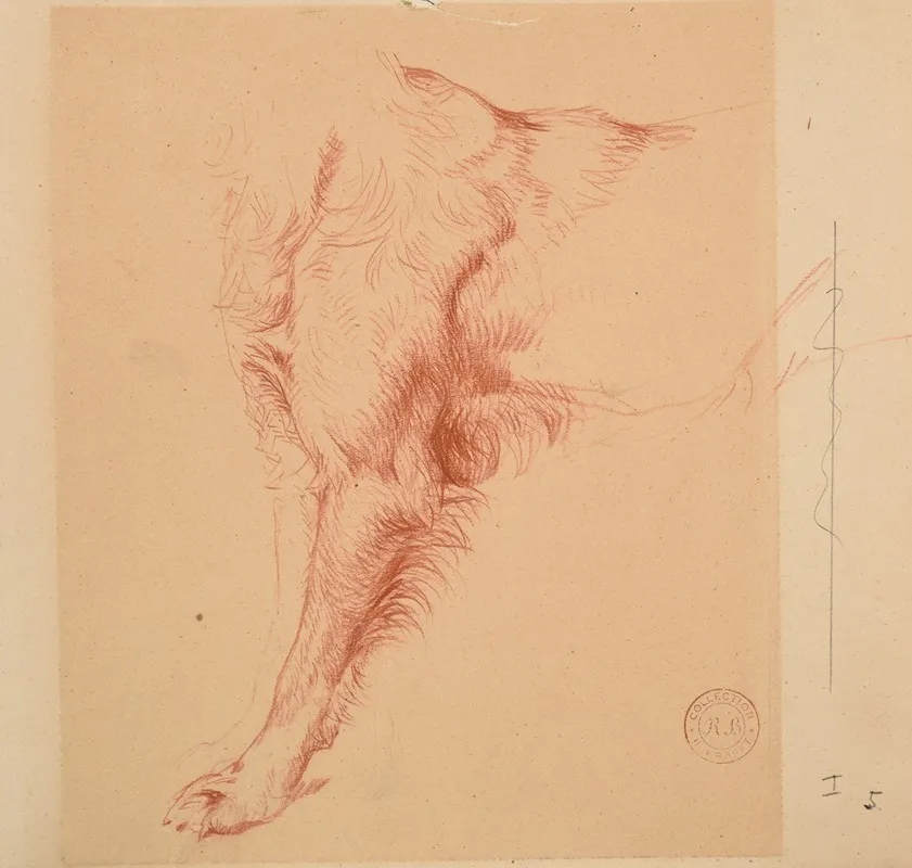 Etude De Patte De Chien