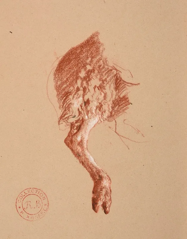 Etude De Patte De Mouton