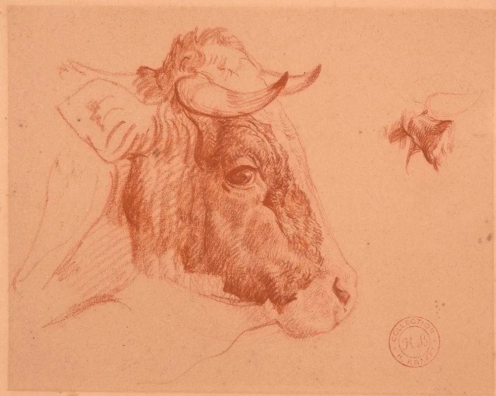 Etude De Tete De Boeuf 2