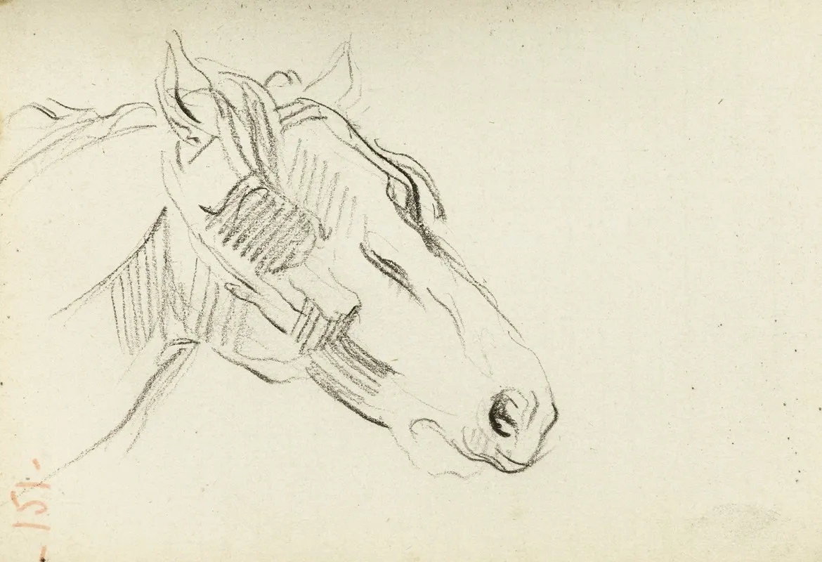 Etude De Tete De Cheval