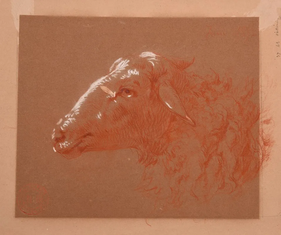 Etude De Tete De Mouton