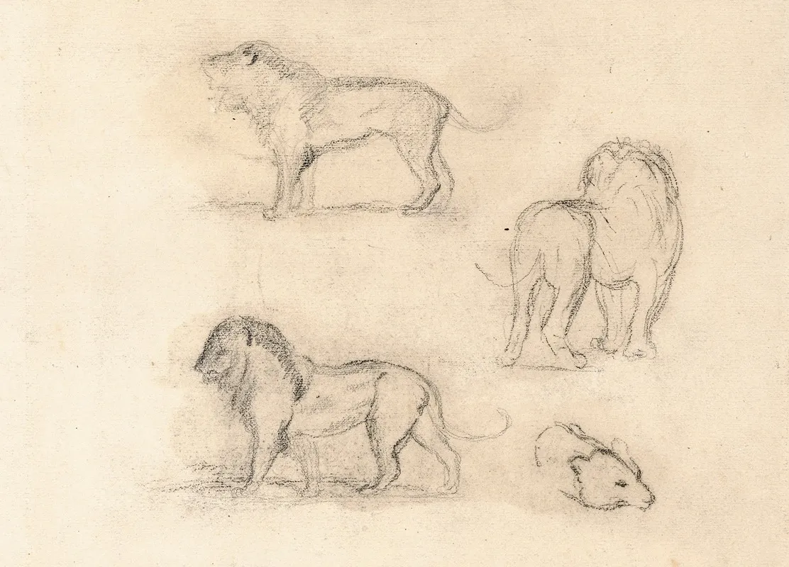 Etude De Trois Lions Et Une Tete Dours