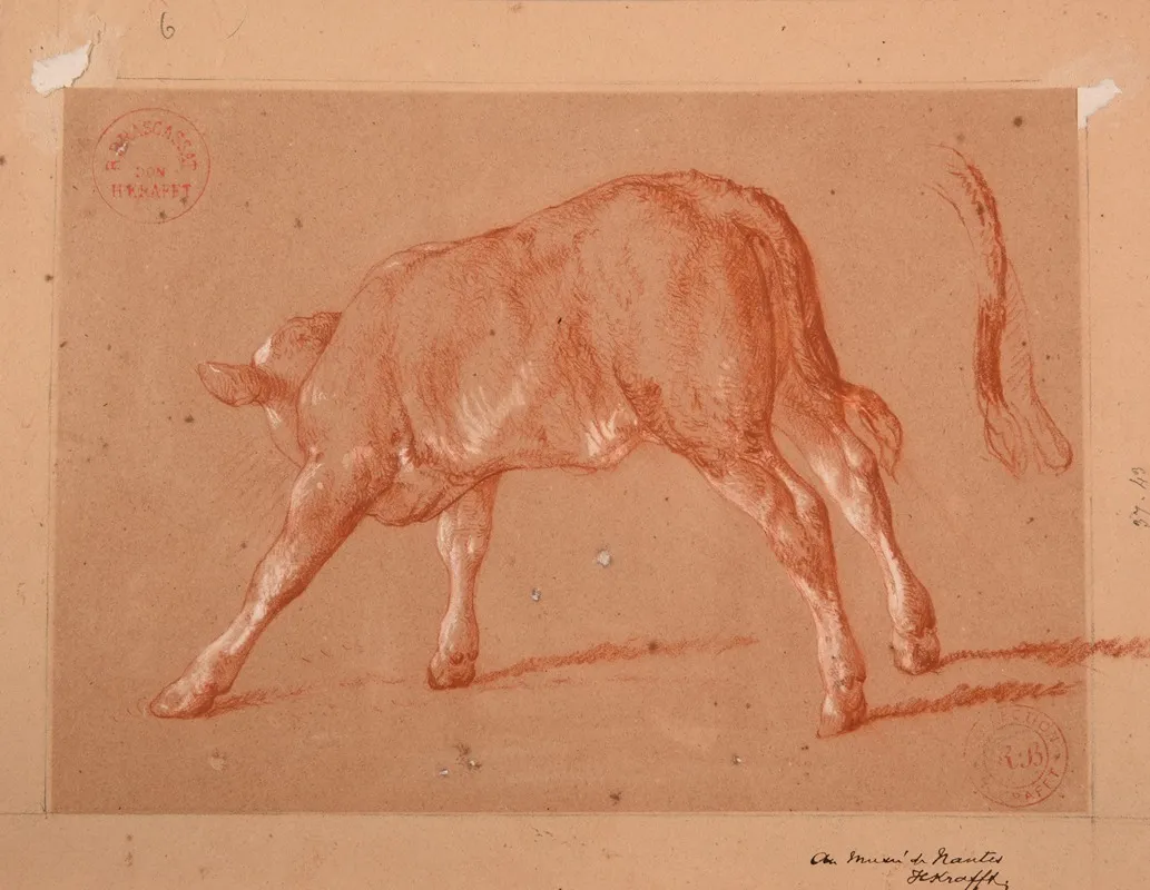 Etude De Veau