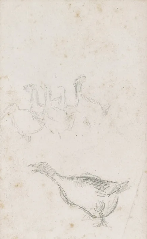 Etude Doies by Camille Pissarro - Canvas Print