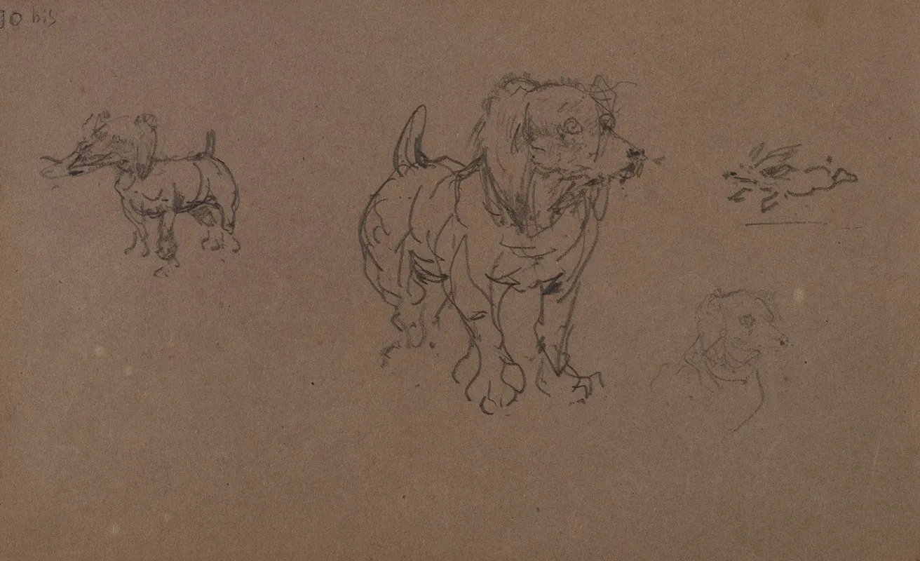 Etudes De Chiens