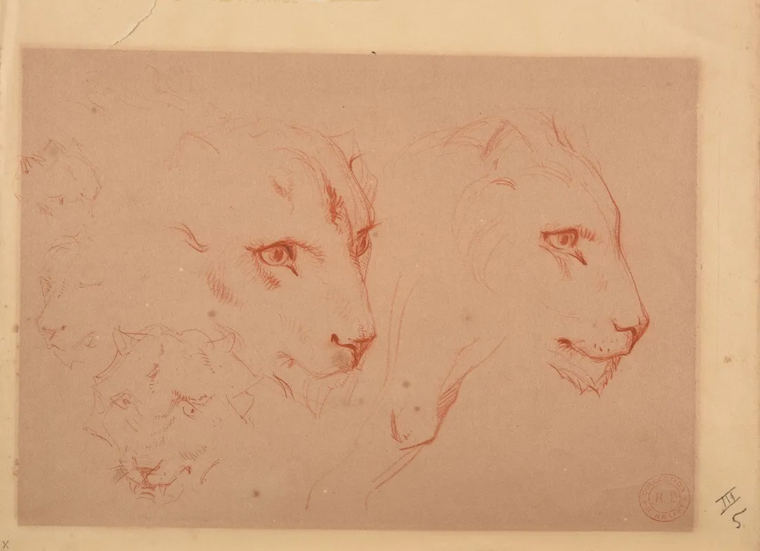 Etudes De Tetes De Lions