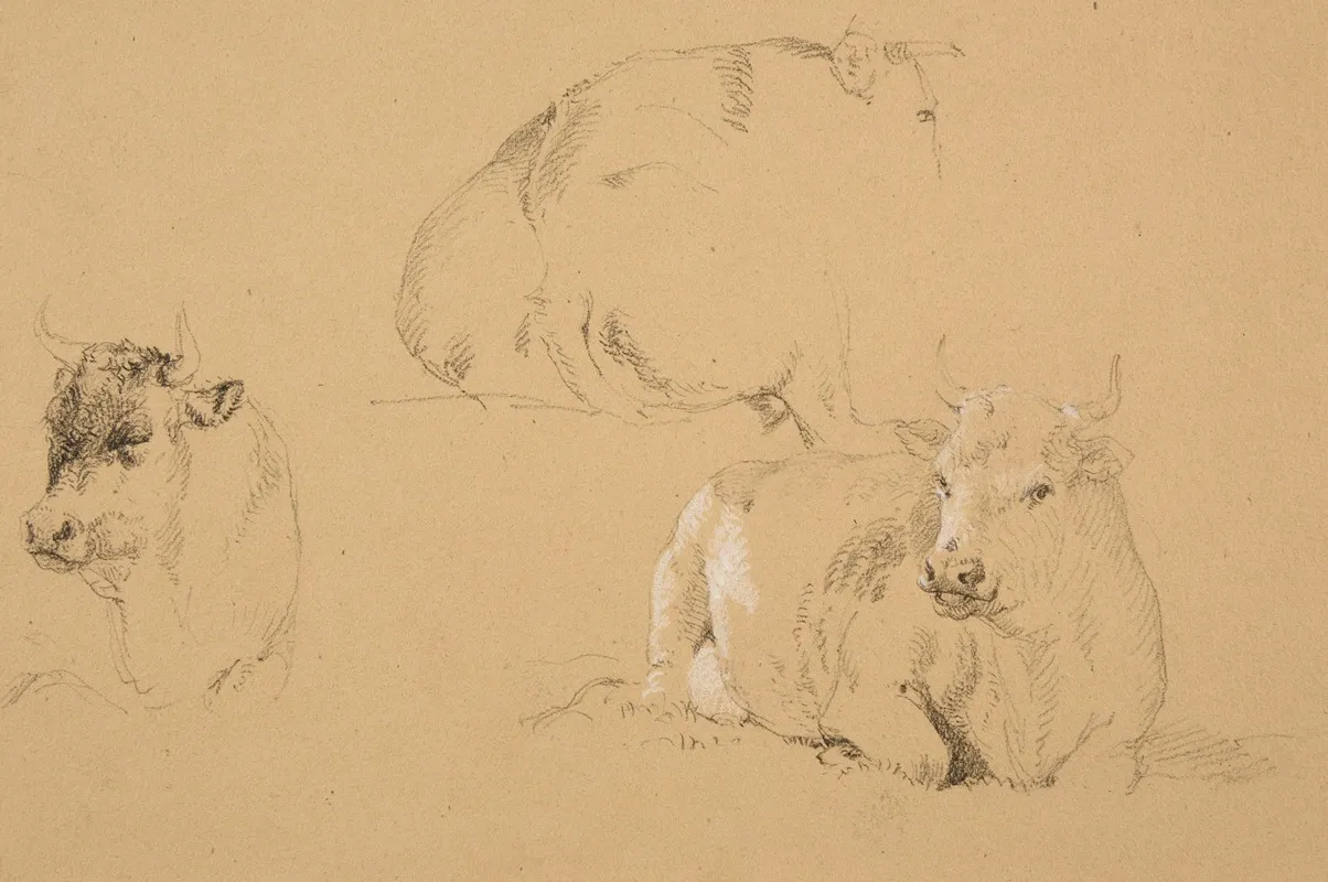 Etudes De Vaches Couchees