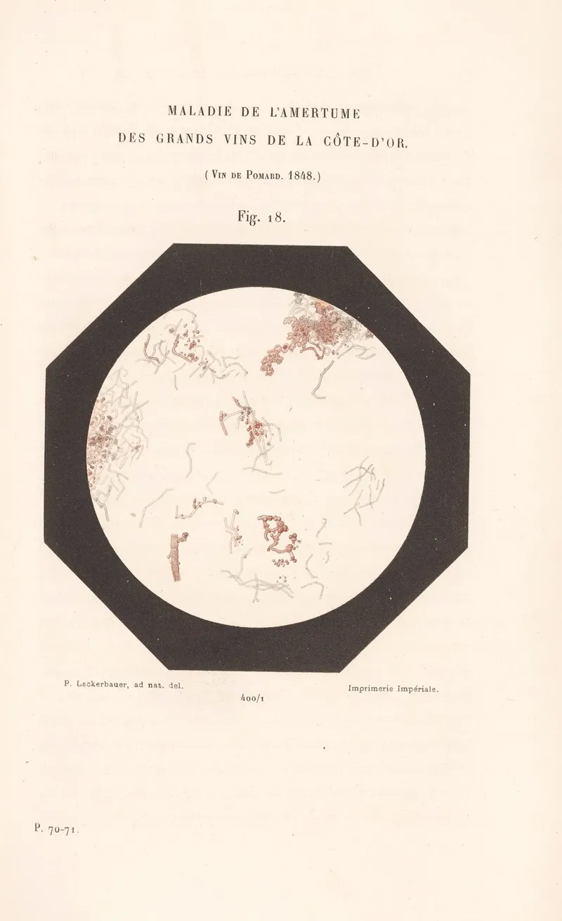 Etudes Sur Le Vin Pl 13 by Louis Pasteur - Canvas Print