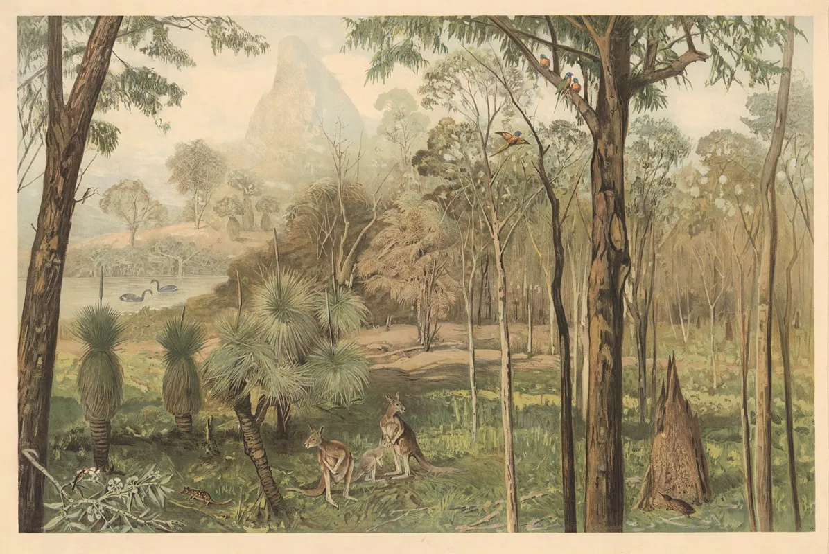 Eucalyptus Forest In South Australia