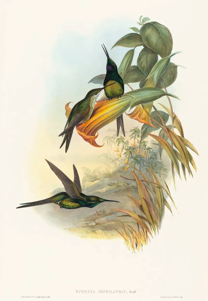 Eugenia Imperatrix Empress Hummingbird by John Gould - Canvas Print
