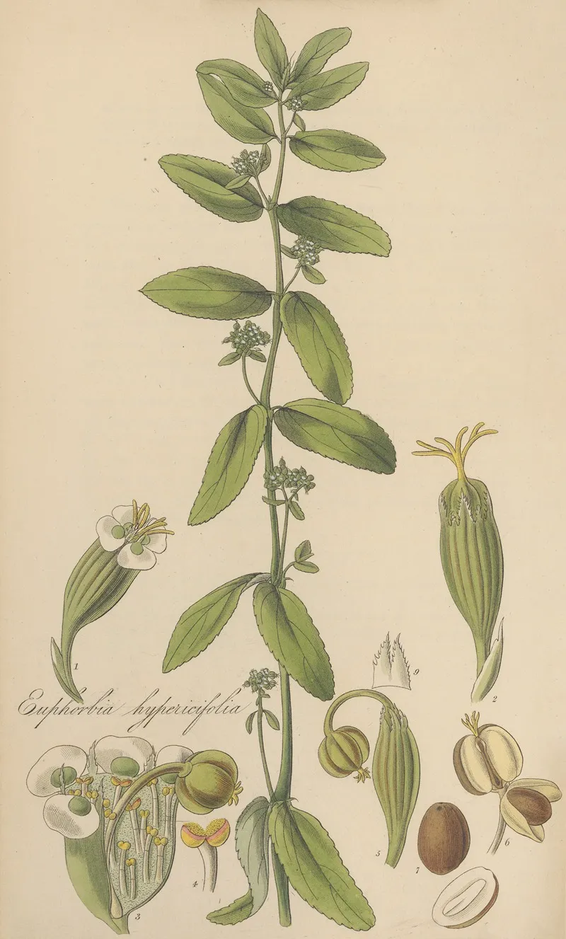 Euphorbia Hypericifolia by William Jackson Hooker - Canvas Print