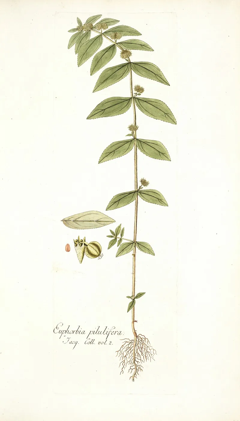 Euphorbia Pilulifera