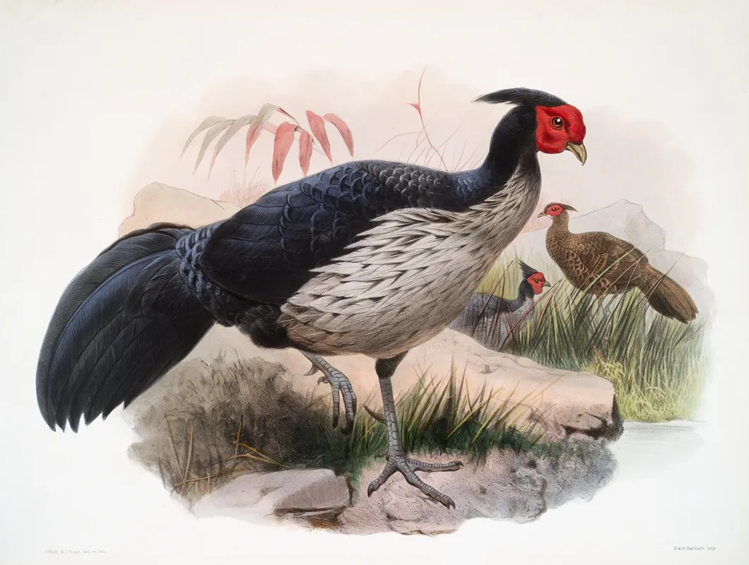 Euplocamus Melanotis 2 by Joseph Smit - Canvas Print