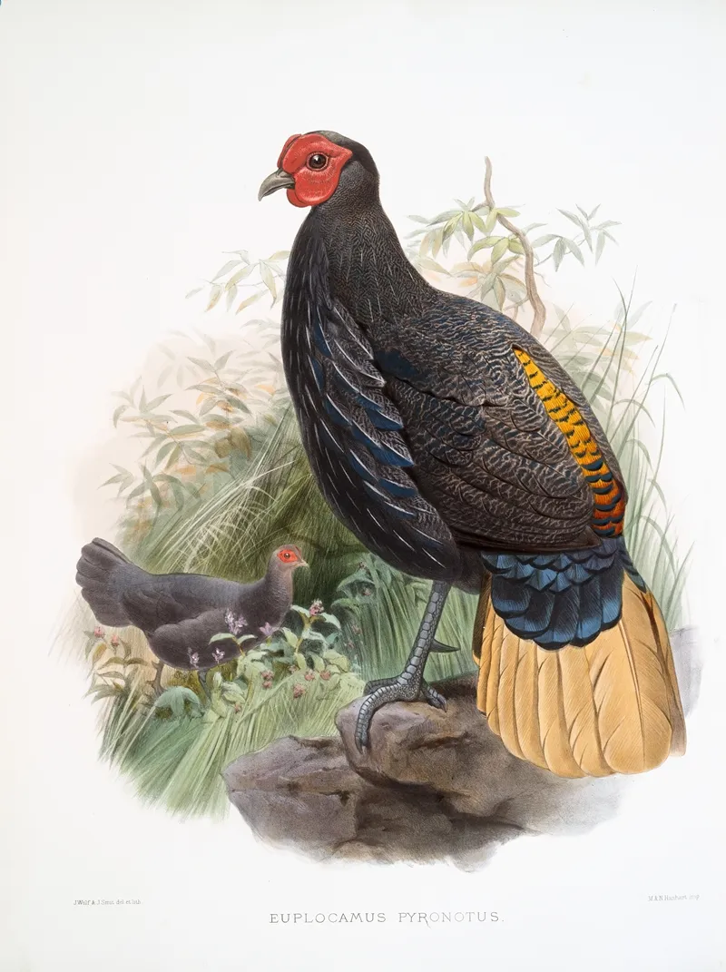 Euplocamus Pyronotus 2 by Joseph Smit - Canvas Print