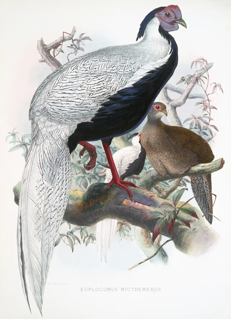 Euplocomus Nycthemerus 2 by Joseph Smit - Canvas Print