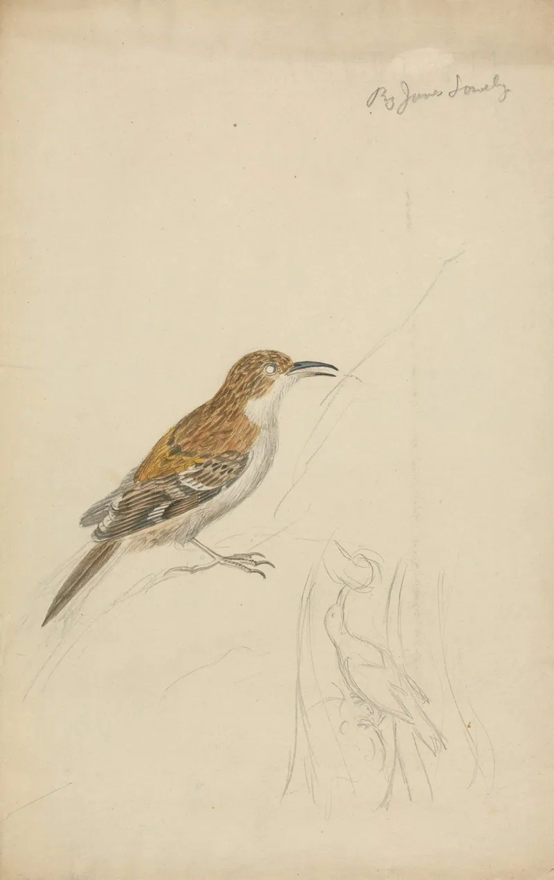 Eurasian Treecreeper