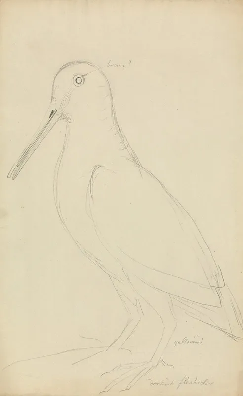 Eurasian Woodcock