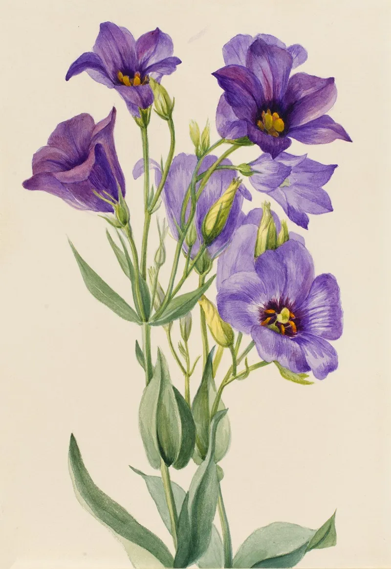 Eustoma Russelianum