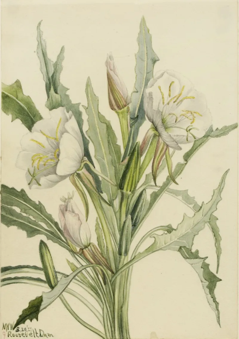 Evening Primrose Pachyoplus Hirsutus