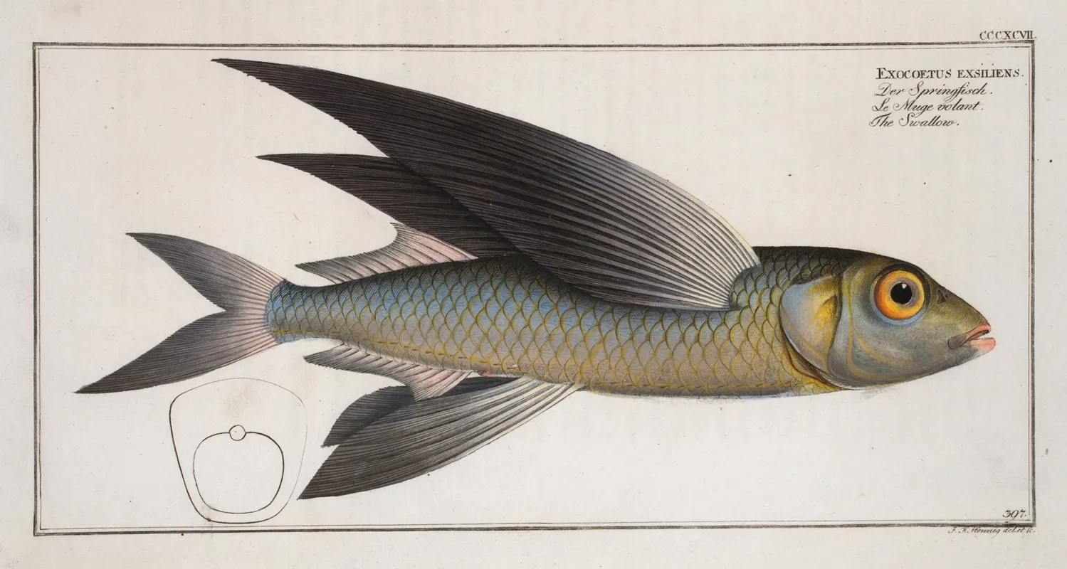 Exoecoetus Exsiliens The Swallow