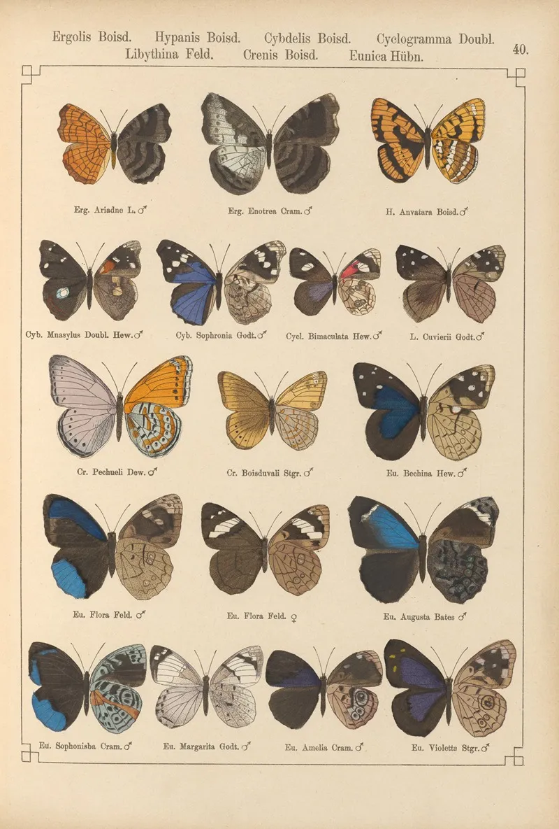 Exotische Schmetterlinge Pl 040