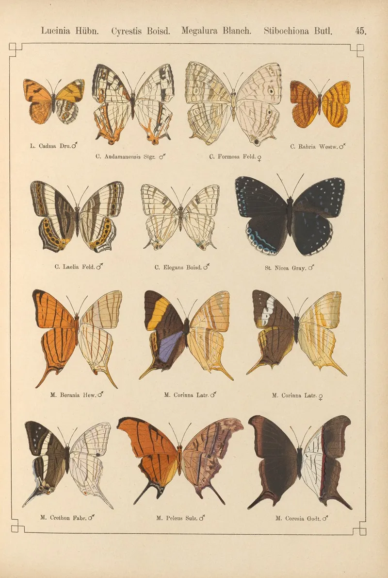 Exotische Schmetterlinge Pl 045