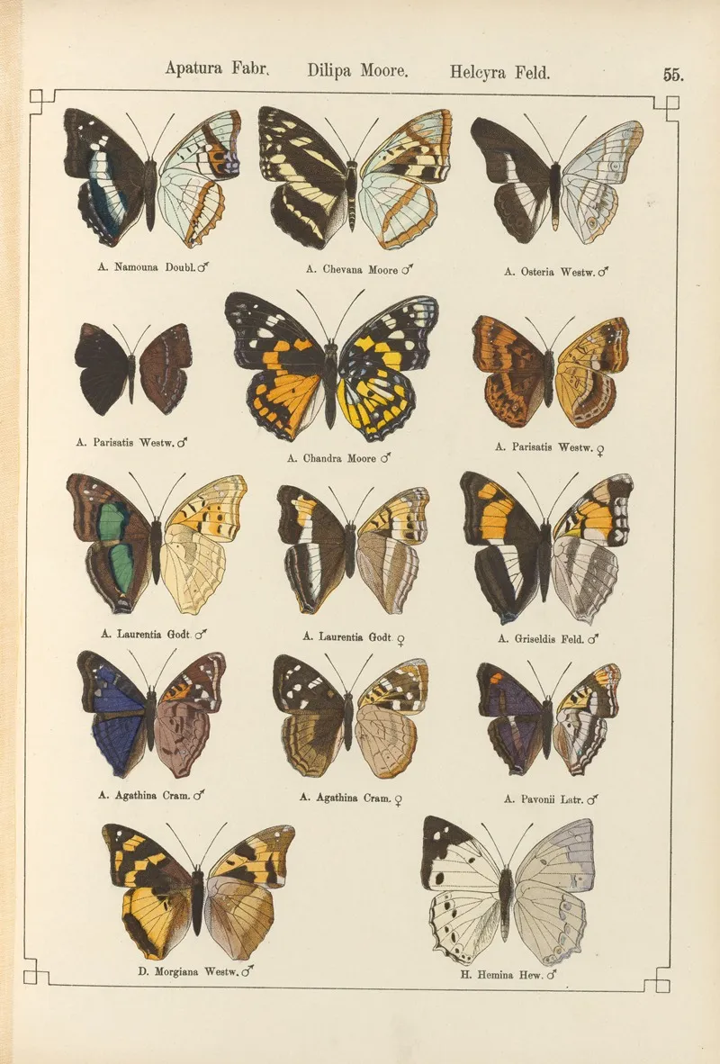 Exotische Schmetterlinge Pl 055