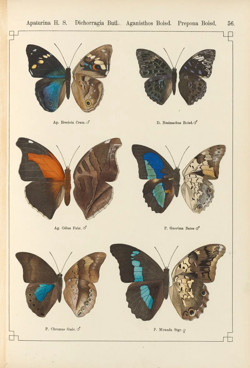 Exotische Schmetterlinge Pl 056