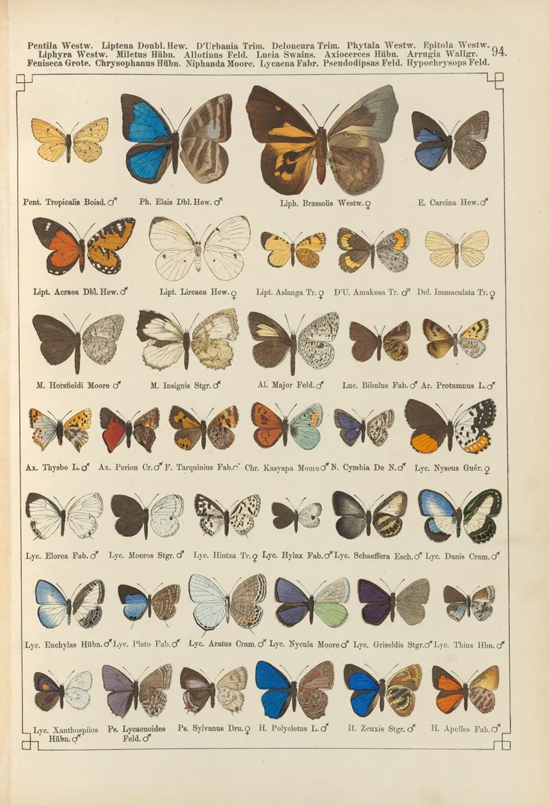 Exotische Schmetterlinge Pl 094