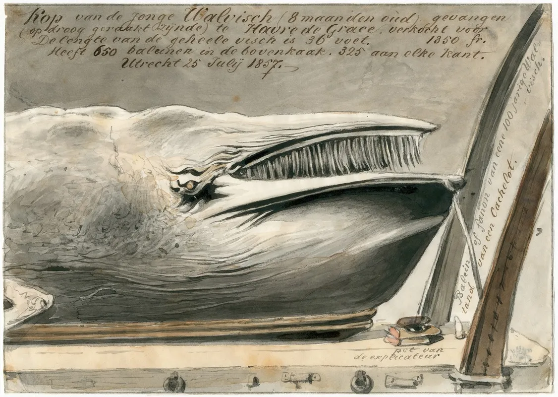 Expositie Te Le Havre Van Aangespoelde Walvis 1857 2