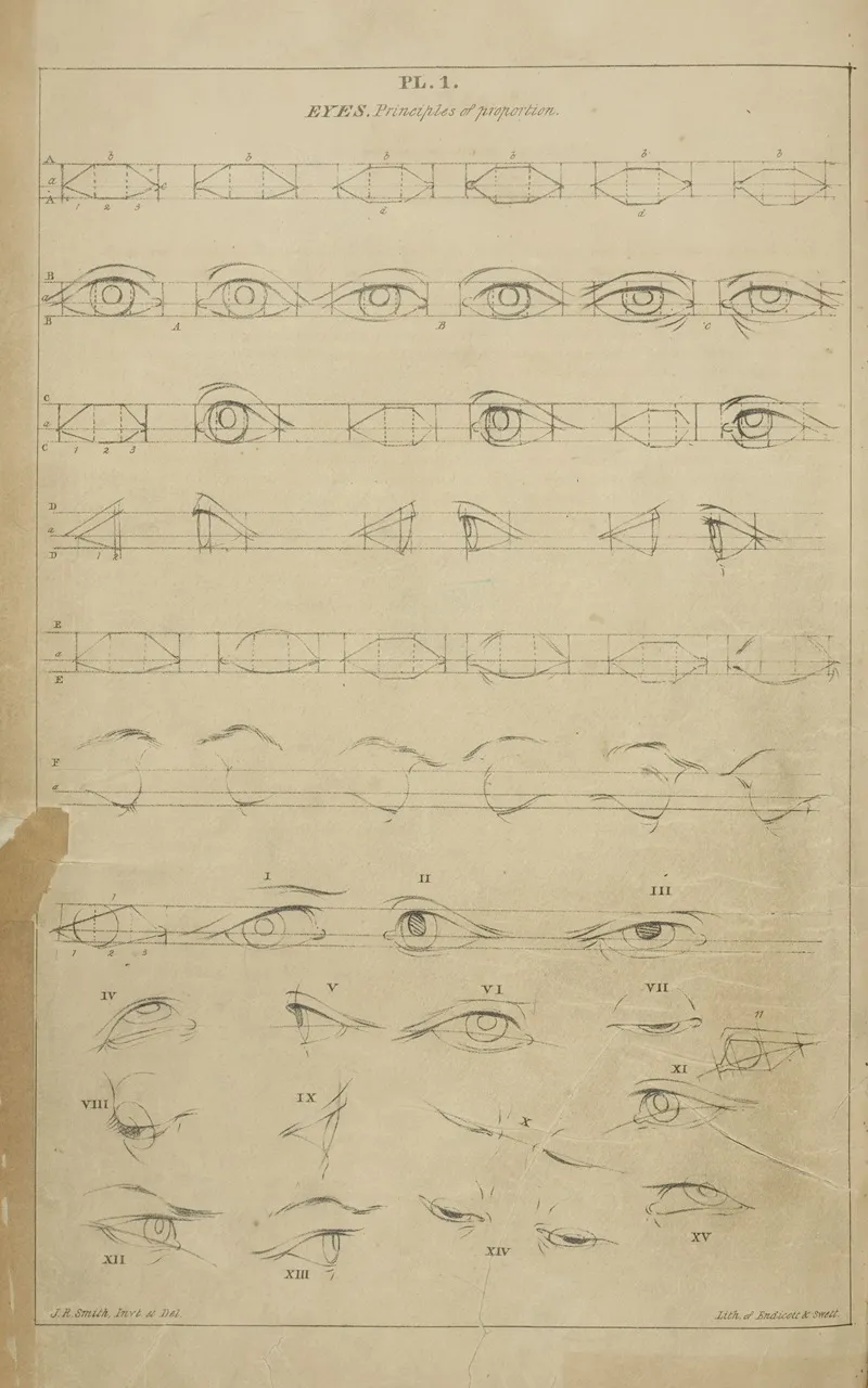 Eyes Principles Of Proportion