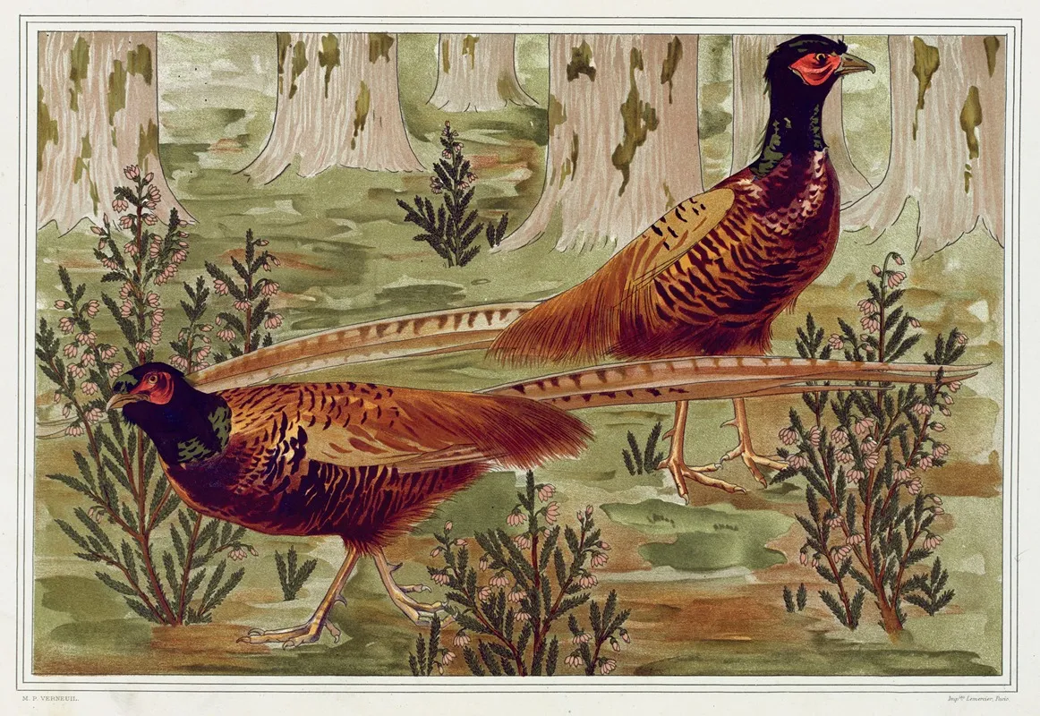 Faisans Ordinaires by Maurice Pillard Verneuil - Canvas Print
