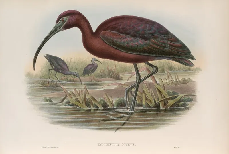 Falcinellus Igneus Glossy Ibis