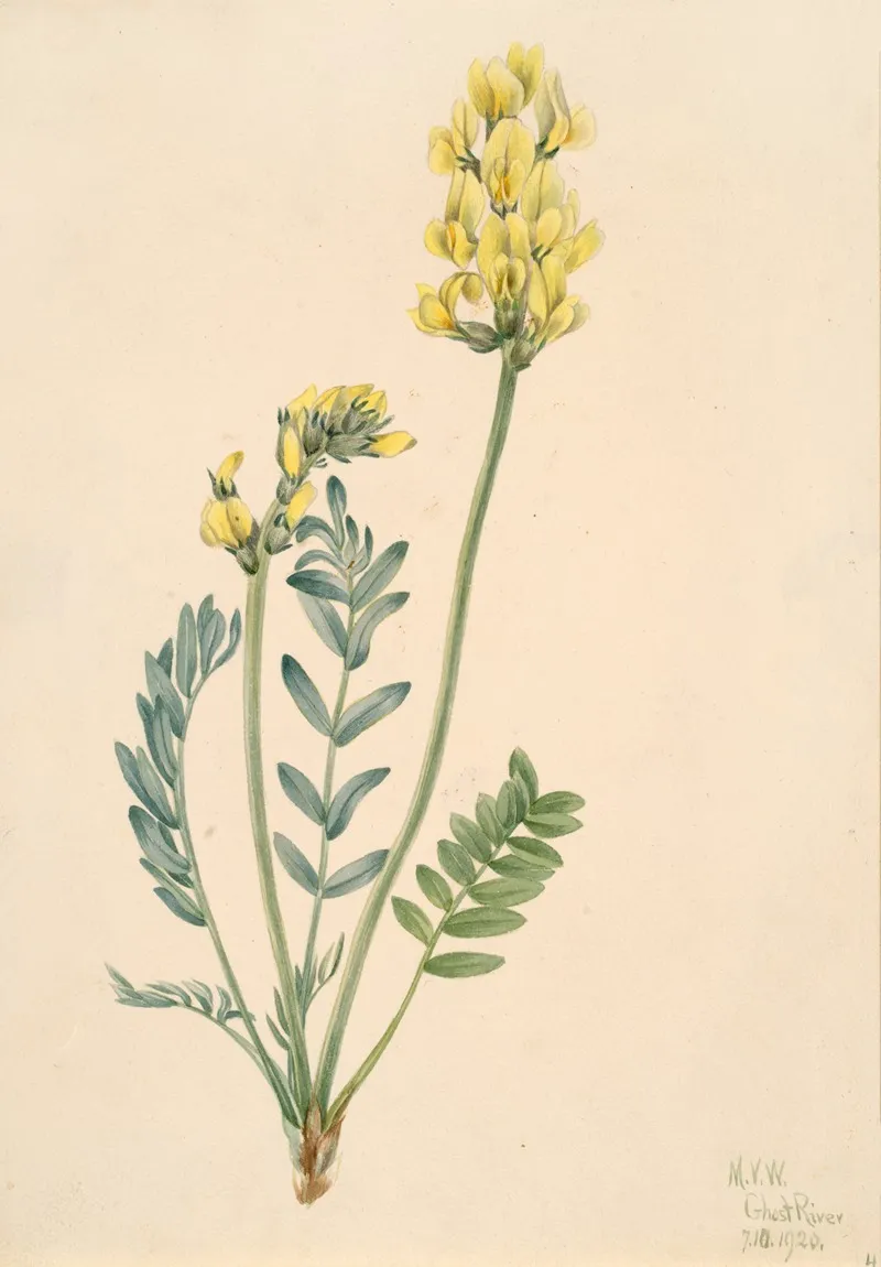 False Locoweed Oxytropia Gracilis
