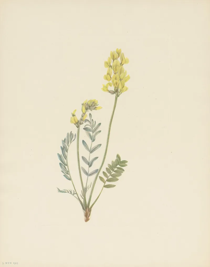 False Locoweed Oxytropis Gracilis 2