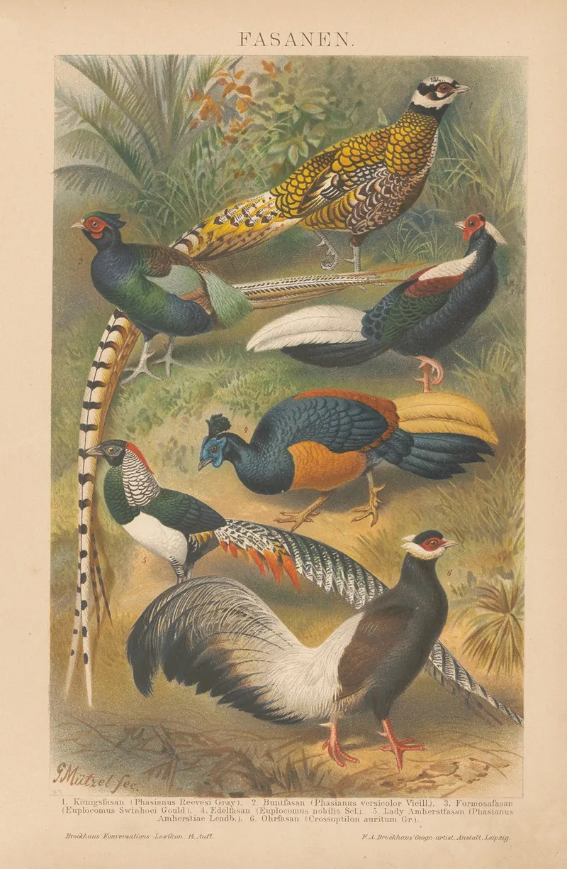 Fasanen