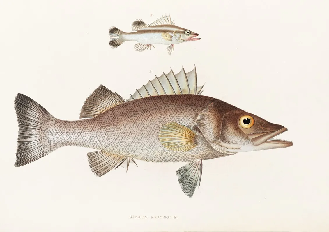 Fauna Japonica Pl 001